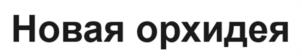 Новая орхидея