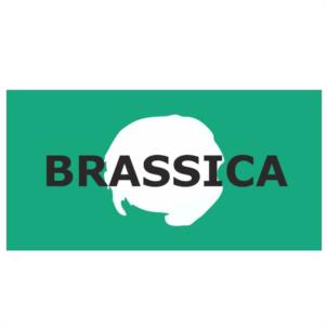 BRASSICA