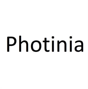 Photinia