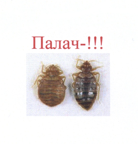 Товарный знак № 503041