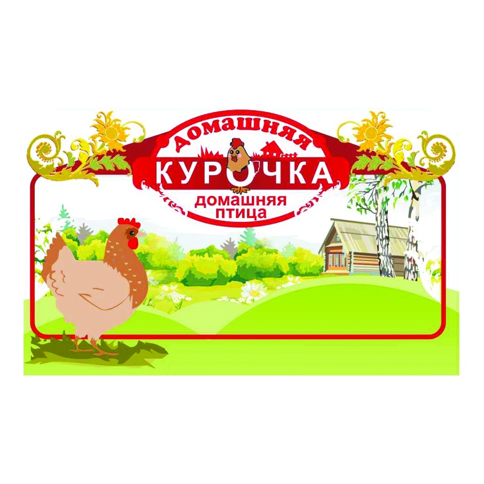 домашняя КУРОЧКА домашняя птица