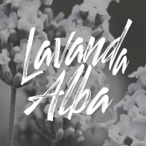 Lavanda Alba