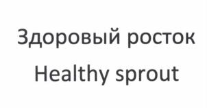 Здоровый росток Healthy sprout