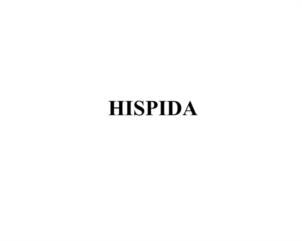 HISPIDA
